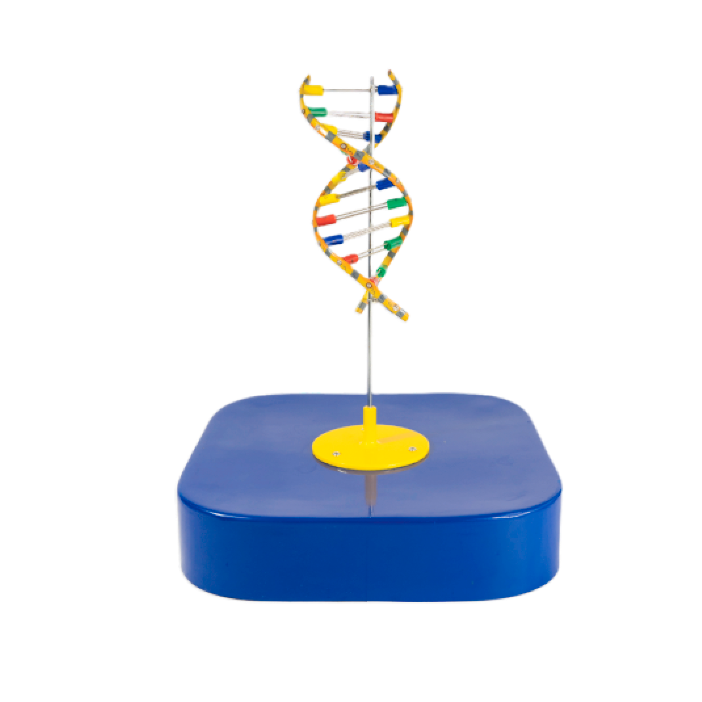 DNA  Model - for Biology Labs – STEM Learning Aid for CBSE, ICSE, IB Boards | 3D Double Helix Educational Tool for Classes 6-12 | Age 11+ | Genetics & Life Science Learning | Ankidyne